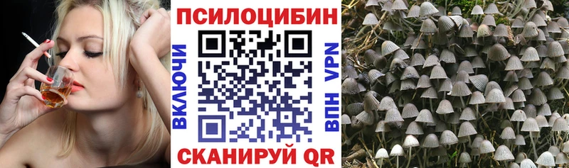 Псилоцибиновые грибы Psilocybe Чулым